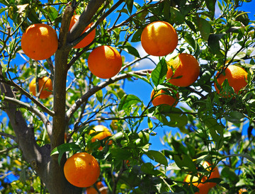微信水果果园直发赣南脐橙代理，产地一手货源批发。