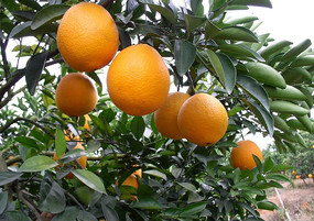 微商卖橙子一手货源招代理，原产地直发水果批发，坏果包赔。