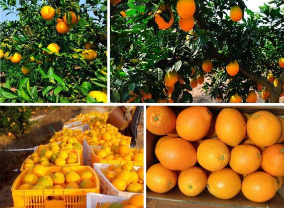 微商水果代理加盟，赣南脐橙果园直发一手货源一件代发