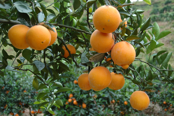 江西赣南脐橙多少钱一斤？果园水果一手货源，一件代发。