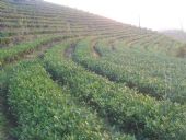 仙土生态园茶叶免费代理加盟一件代发茶叶